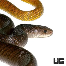 Yellowtail Cribo For Sale - Underground Reptiles