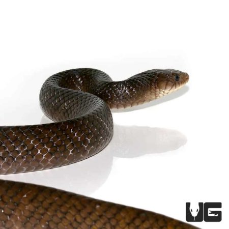 Yellowtail Cribo For Sale - Underground Reptiles