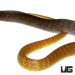 Yellowtail Cribo For Sale - Underground Reptiles