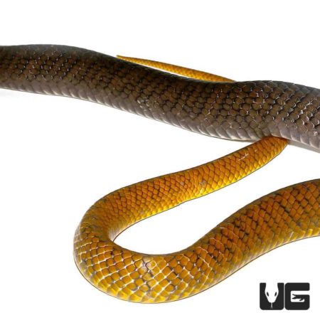 Yellowtail Cribo For Sale - Underground Reptiles