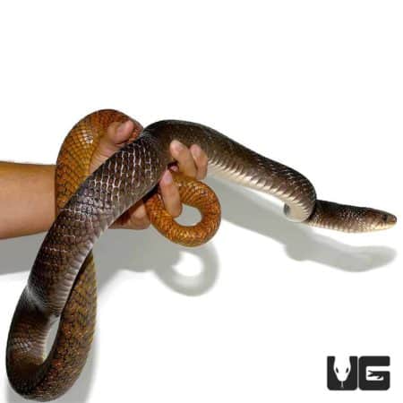Yellowtail Cribo For Sale - Underground Reptiles