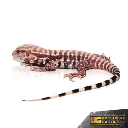 Baby Albino Purple Ice Tegu For Sale - Underground Reptiles