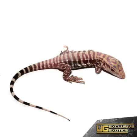 Baby Albino Purple Ice Tegu, vibrant reptile from Underground Reptiles.