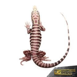 Baby Albino Tiger Ice Tegus For Sale - Underground Reptiles