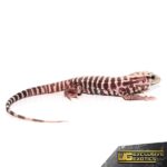 Baby Albino Tiger Ice Tegus For Sale - Underground Reptiles