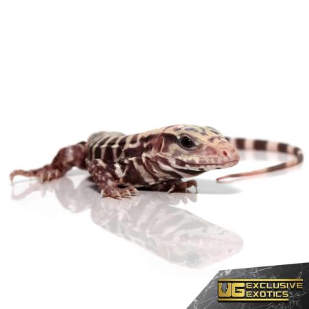 Albino Tiger Ice Tegu, baby reptile from Underground Reptiles.