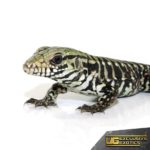 Baby Ice Tegu For Sale - Underground Reptiles