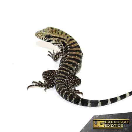 Baby Ice Tegu For Sale - Underground Reptiles