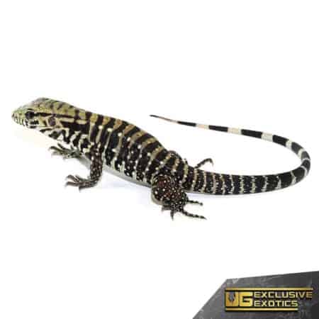 Baby Ice Tegu For Sale - Underground Reptiles