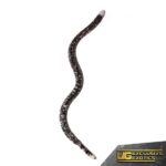 Black And White Worm Lizard for sale - Underground Reptiles