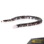 Black And White Worm Lizard for sale - Underground Reptiles