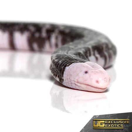 Black And White Worm Lizard for sale - Underground Reptiles