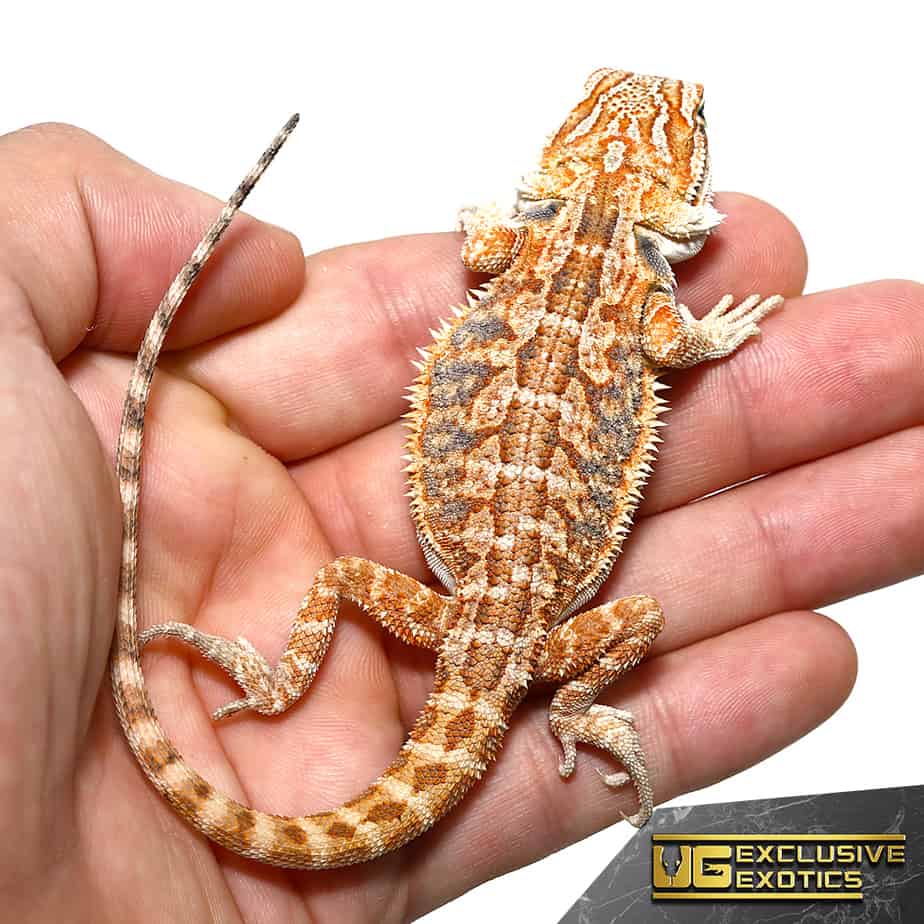 Lizards For Sale Underground Reptiles