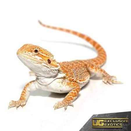 Hypo Sunbeam Bearded Dragon For Sale - Underground Reptiles