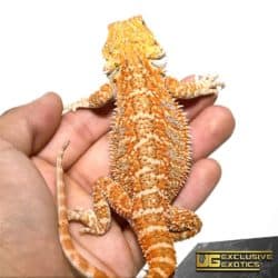 Hypo Sunbeam Bearded Dragon For Sale - Underground Reptiles