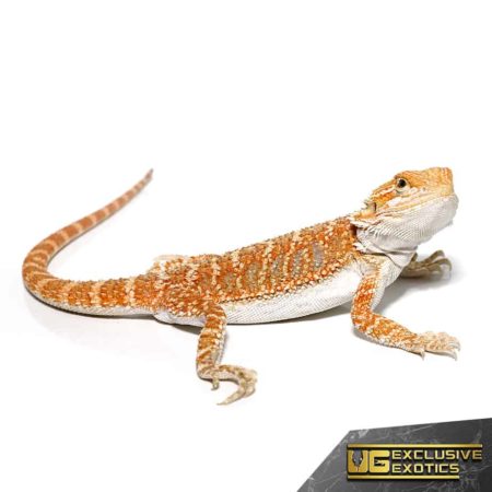 Hypo Sunbeam Bearded Dragon For Sale - Underground Reptiles