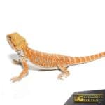 Hypo Sunbeam Bearded Dragon For Sale - Underground Reptiles