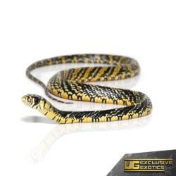 Nicaraguan Tiger Rat Snakes For Sale - Underground Reptiles