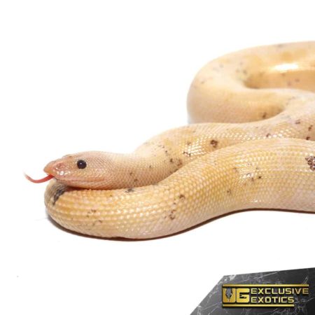 Paradox Snow Stripe Kenyan Sand Boas For Sale - Underground Reptiles