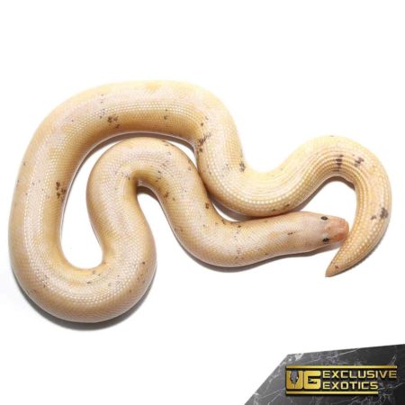 Paradox Snow Stripe Kenyan Sand Boas For Sale - Underground Reptiles