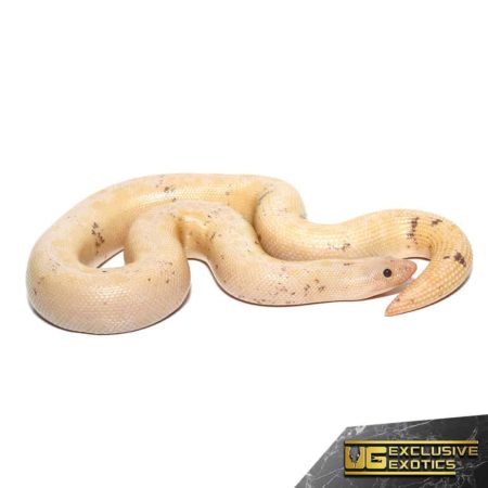 Paradox Snow Stripe Kenyan Sand Boas For Sale - Underground Reptiles