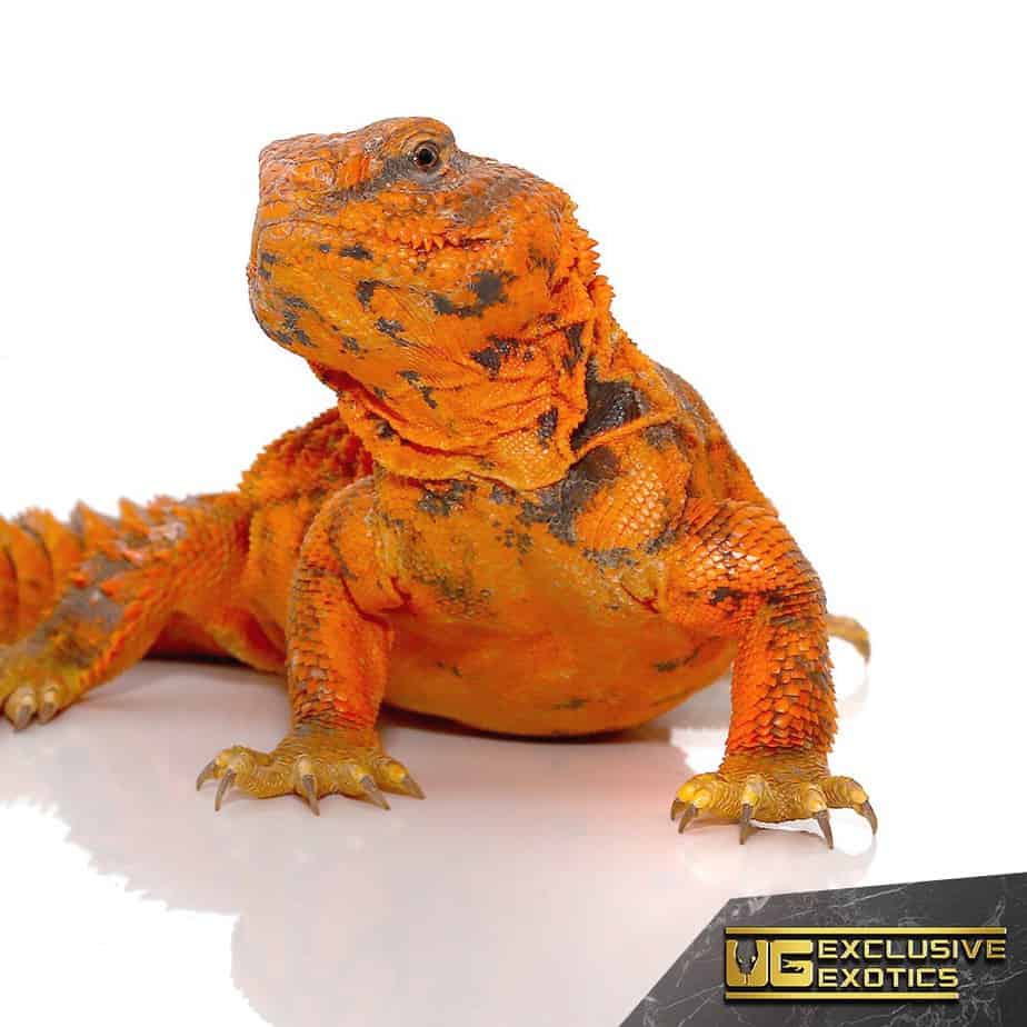 Super Red Uromastyx (Uromastyx geyri) For Sale - Underground Reptiles