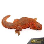 Super Red Uromastyx For Sale - Underground Reptiles