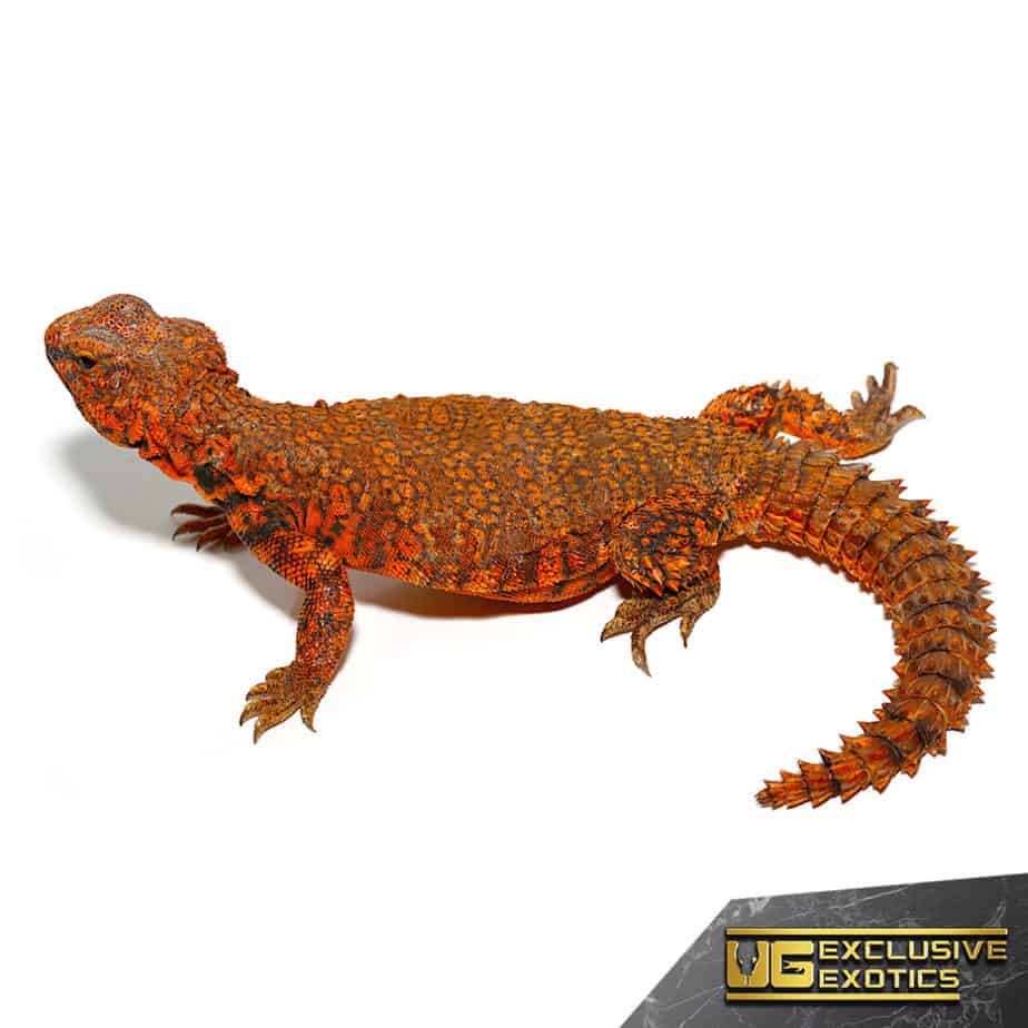 Super Red Uromastyx (Uromastyx geyri) For Sale Underground Reptiles