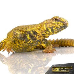 Super Yellow Uromastyx For Sale - Underground Reptiles