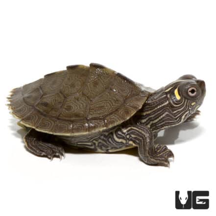 Baby Ouachita Map Turtles (Graptemys ouachitensis) For Sale ...