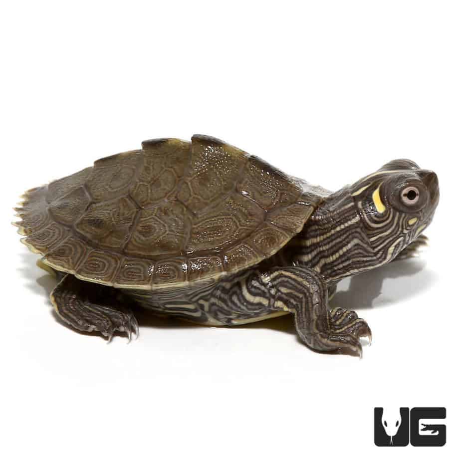 Baby Ouachita Map Turtles (graptemys Ouachitensis) For Sale 