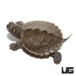 Baby Ouachita Map Turtles For Sale - Underground Reptiles