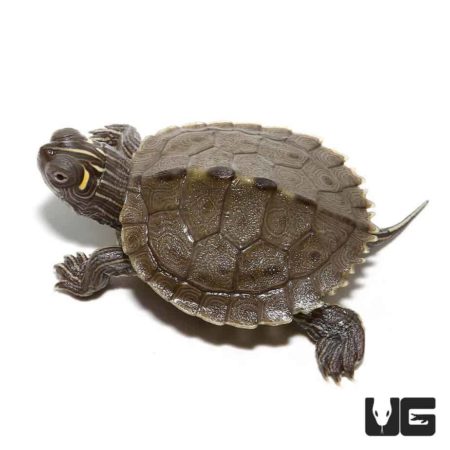 Turtles For Sale - Underground Reptiles