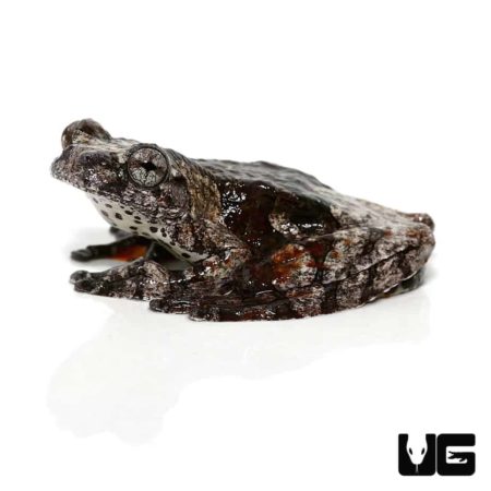 Bird Poop Tree Frogs For Sale - Underground Reptiles