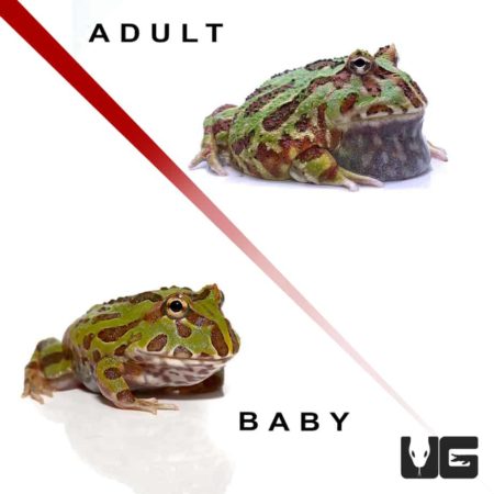 Green Pacman Frogs For Sale - Underground Reptiles