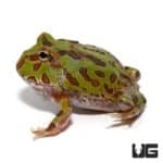 Green Pacman Frogs For Sale - Underground Reptiles
