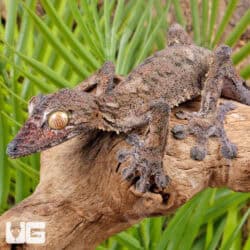 Giant Leaf Tail Geckos For Sale - Underground Reptiles