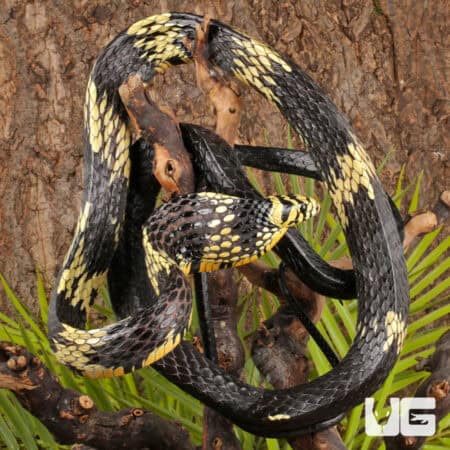 Nicaraguan Tiger Rat Snakes For Sale - Underground Reptiles