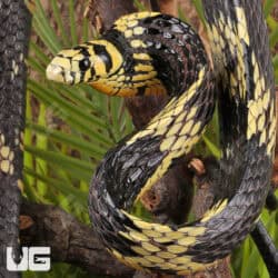 Nicaraguan Tiger Rat Snakes For Sale - Underground Reptiles