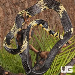 Nicaraguan Tiger Rat Snakes For Sale - Underground Reptiles