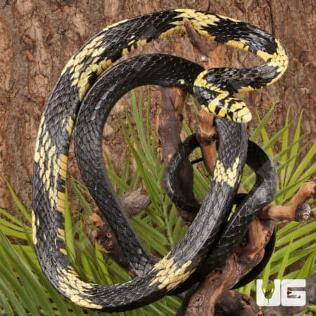 Nicaraguan Tiger Rat Snakes For Sale - Underground Reptiles