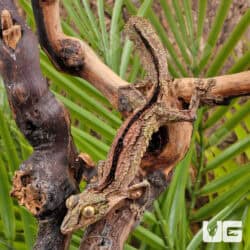 Mossy Leaf Tailed Geckos For Sale - Underground Reptiles