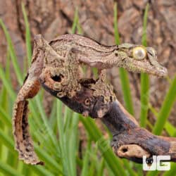 Mossy Leaf Tailed Geckos For Sale - Underground Reptiles