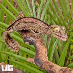 Mossy Leaf Tailed Geckos For Sale - Underground Reptiles