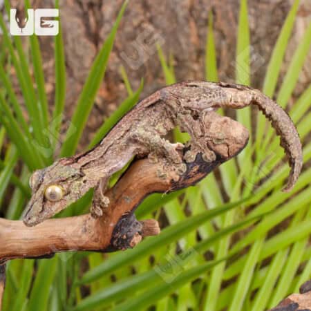 Mossy Leaf Tailed Geckos For Sale - Underground Reptiles