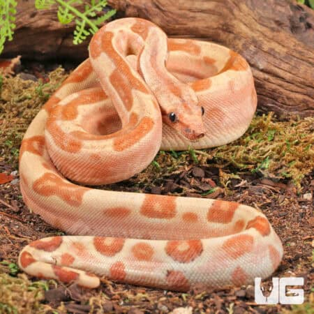 Female Super Hypo Labyrinth 2022 Boa For Sale - Underground Reptiles