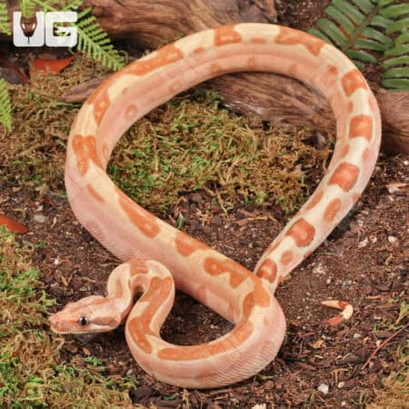 Female Super Hypo Labyrinth 2022 Boa For Sale - Underground Reptiles