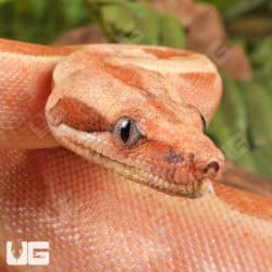 Female Super Hypo Labyrinth 2022 Boa For Sale - Underground Reptiles