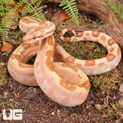 Female Super Hypo Labyrinth 2022 Boa For Sale - Underground Reptiles