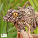 Super Mossy Leaftail Geckos For Sale - Underground Reptiles